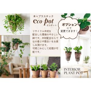 壁掛け オシャレ カランコエフィフィ 4号 ホ...の詳細画像5