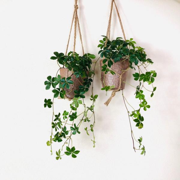 おしゃれ　観葉植物　吊り下げ　シュガーバイン 2個セット　木の香りする鉢　壁掛け