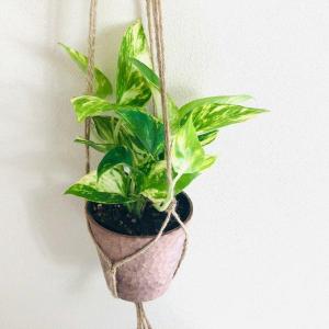 現品) ビルベルギア 'ブルームーン' (No.62406) (観葉植物 おしゃれ