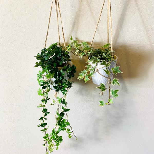 壁掛け　オシャレ　シュガーバイン　アイビー　品種おまかせ　4号　ホワイトシェル鉢　インテリア　観葉植...