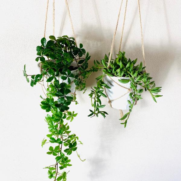 壁掛け　オシャレ　シュガーバイン　グリーンネックレス　4号　ホワイトシェル鉢　インテリア　観葉植物　