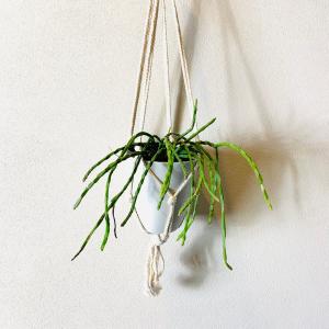 おしゃれ　観葉植物　吊り下げ 　　壁掛け　インテリア　リプサリス　パラドクサ　フライトハンガー　4号　