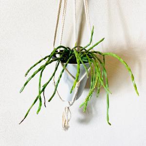 おしゃれ 観葉植物 吊り下げ 壁掛け インテリ...の詳細画像1