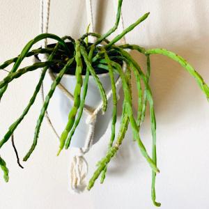 おしゃれ 観葉植物 吊り下げ 壁掛け インテリ...の詳細画像2