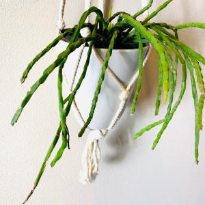 おしゃれ 観葉植物 吊り下げ 壁掛け インテリ...の詳細画像3