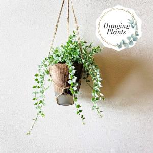 観葉植物　吊り下げ　ディスキディア メルシー 斑入り　木の香りがする鉢　4号　