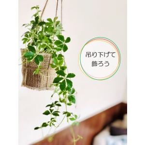垂れ下がる 観葉植物の商品一覧 通販 Yahoo ショッピング