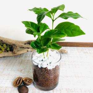 ハイドロカルチャー　観葉植物　コーヒーの木　ロックグラス容器
