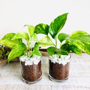 ハイドロカルチャー 容器の商品一覧 通販 Yahoo ショッピング