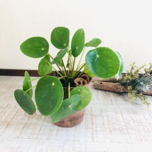 観葉植物　おしゃれ  ピレア　ペペロミオイデス　木の香りがする鉢　4号