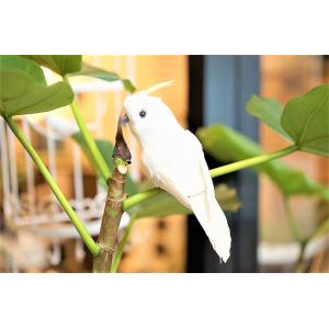 コカットゥ・アルバ　GM-09　アニマル　ガーデニ