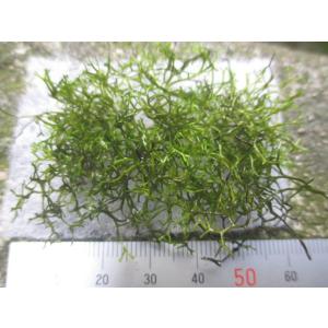 G003 03 佐渡の陽で屋外育成させたリシア 浮草 小片 水草 ビオトープ 送料140円 特別価格帯 G003 03 ステレオ工房 ポニー 通販 Yahoo ショッピング