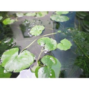 G003 0211 佐渡産アマゾンチドメグサ 浮遊葉 1本売り 水草 ビオトープ 送料180円 特別価格帯 G003 0211 ステレオ工房 ポニー 通販 Yahoo ショッピング