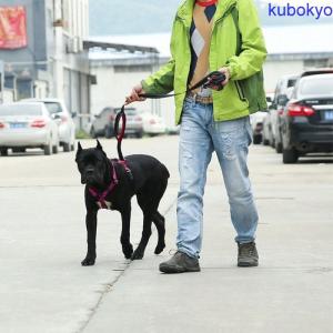 犬用 ハーネス 胴輪 中型犬 大型犬 ドッグ ペット用品 DODOPET 長さ調節可能 リード無し ウォーキング 伸縮性 エ字式 ダブルベルト フック 明るいカラ