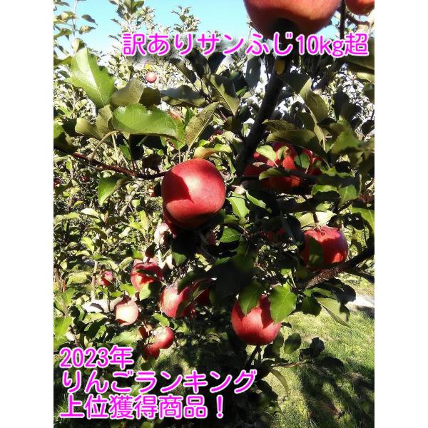 予約品2025年11月発送　選べるサイズ早生ふじサンふじ訳あり家庭用10kg26〜45個入バラ詰め輸...