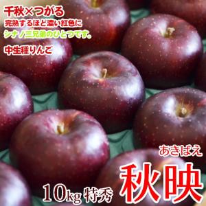 サンふじ 10kg 32-36玉 小玉 特秀 ギフト 送料無料 長野リンゴ