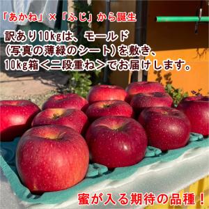 シナノホッペ 訳あり 10kg 長野県産 甘く...の詳細画像1