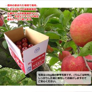 シナノホッペ 訳あり 10kg 長野県産 甘く...の詳細画像4