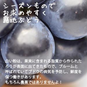 ナガノパープル 約1kg 2房 特秀 人気 露...の詳細画像1