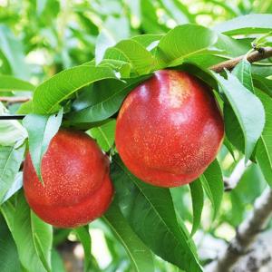 送料無料!! 訳あり ネクタリン 約3kg 核...の詳細画像3
