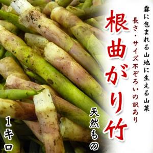 根曲がり竹 天然もの 1キロ 長野県産 ネマガリダケ <6月上旬〜下旬