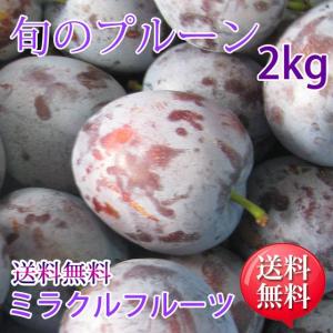 旬のプルーン 2kg 信州産ミラクルフルーツのプルーン 送料無料