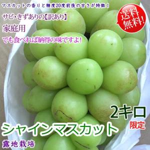 シャインマスカット -訳あり/送料無料- 2キロ サビ・キズありの