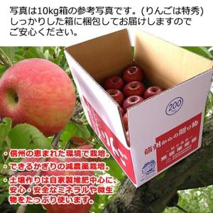 まるかじり-サンふじ リンゴ 秀品小玉 10k...の詳細画像2