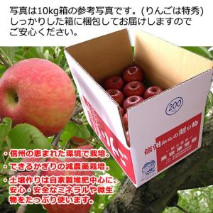 サンふじ 5kg 16-18玉 小玉 特秀 ギ...の詳細画像2