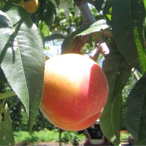 ワッサー 【訳あり】3キロ 押しキズありなどの...の詳細画像3