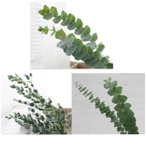ユーカリ 3種類セット 葉枝(生花) 40〜60cm | アレンジメント・スワッグ素材