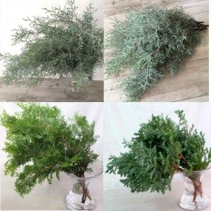 コニファー3種類セット 葉枝(生花) 30〜50cm | アレンジメント・スワッグ素材