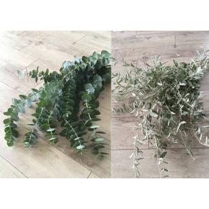 ユーカリ 銀世界 花 ガーデニング の商品一覧 通販 Yahoo ショッピング