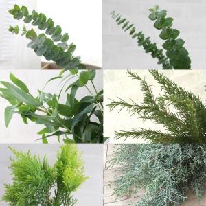 コニファー 種類 花 ガーデニング の商品一覧 通販 Yahoo ショッピング