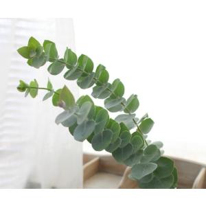 ユーカリ銀世界 葉枝(生花) 40〜60cm | アレンジメント・スワッグ・ウォールデコ素材