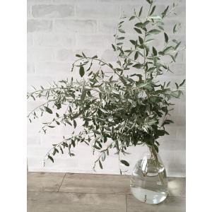 ロシアンオリーブ 葉枝(生花) 40〜60cm | アレンジメント・スワッグ素材