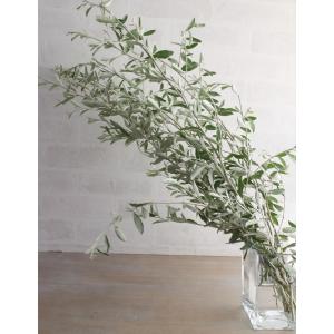 ロシアンオリーブ 葉枝(生花) 60〜80cm | アレンジメント・スワッグ素材