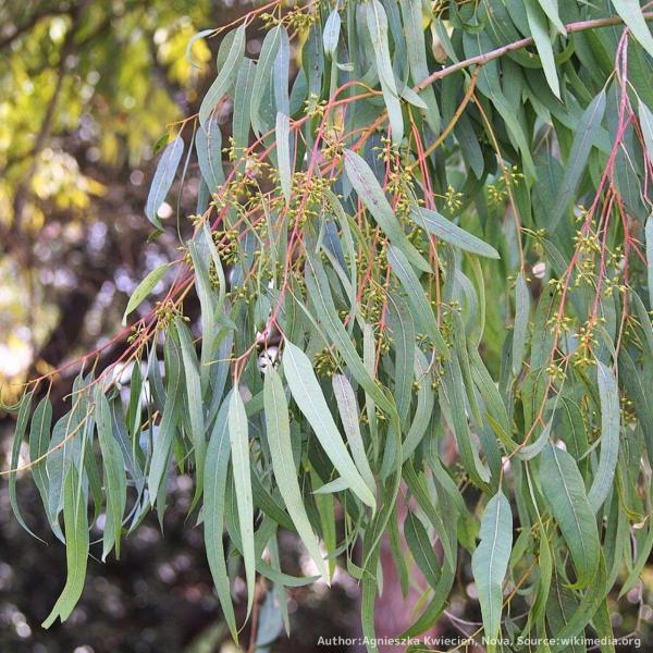 ユーカリ・カマルドレンシス 種子 | リバーレッドガム - 丈夫なユーカリ - 種子