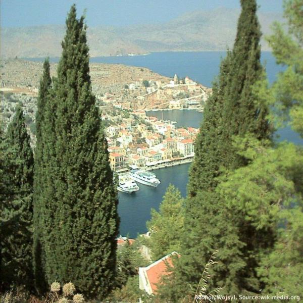 イタリア・イトスギ 種子 | ホソイトスギ - 地中海地域のコニファー - 種子