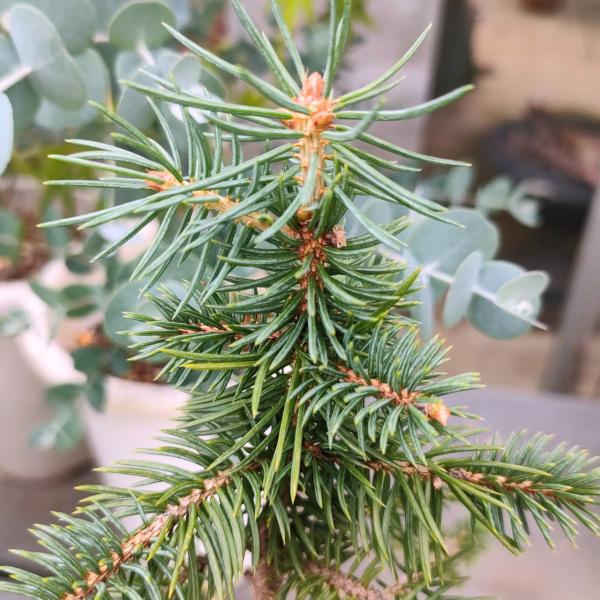 コロラド・トウヒ 種子 | ブルー・スプルース - 青みを帯びた葉 - 種子