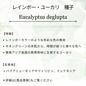 レインボー・ユーカリ 種子 | ユーカリ・デグ...の詳細画像1