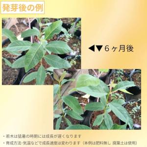 レインボー・ユーカリ 種子 | ユーカリ・デグ...の詳細画像2