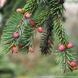 コロラド・トウヒ 種子 | ブルー・スプルース - 青みを帯びた葉