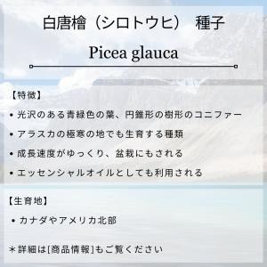 白唐檜(シロトウヒ) 種子 | カナダトウヒ ...の詳細画像1