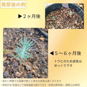 白唐檜(シロトウヒ) 種子 | カナダトウヒ ...の詳細画像2