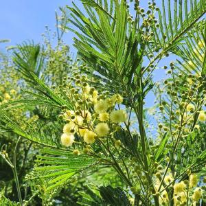 モリシマアカシア 種子 | 黄色い花を咲かせる花木 | 花木 低木 種子｜kugelfg