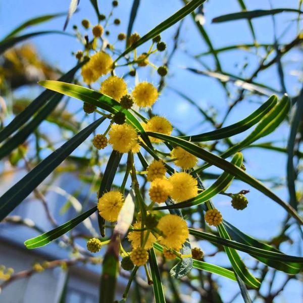 アカシア・サリグナ 種子 | アカシア・シアノフィラ - 枝垂れ花のミモザ - 種子