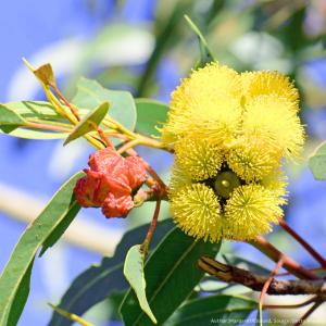 ユーカリ・エリスロコリス 種子 | レッドキャップガム - 赤い蕾と黄色い花のユーカリ - 種子