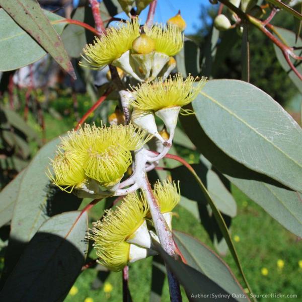 ユーカリ・ウッドワーディー 種子 | レモンフラワーガム - 黄色の花と銀白色帯びた葉 - 種子