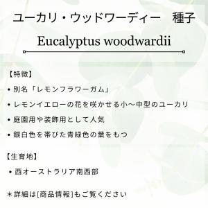 ユーカリ・ウッドワーディー 種子 | レモンフ...の詳細画像1